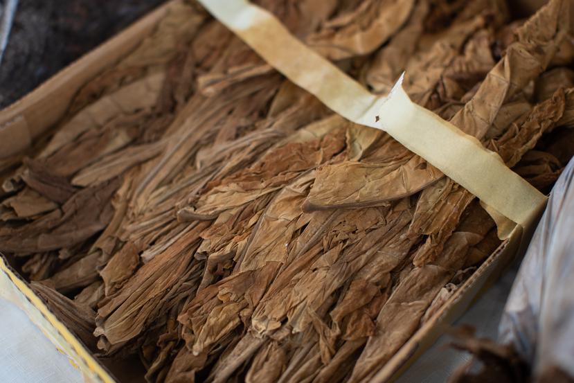 Muestra de hojas de tabaco como materia prima  con la que trabaja el artesano José Vélez Burgos.