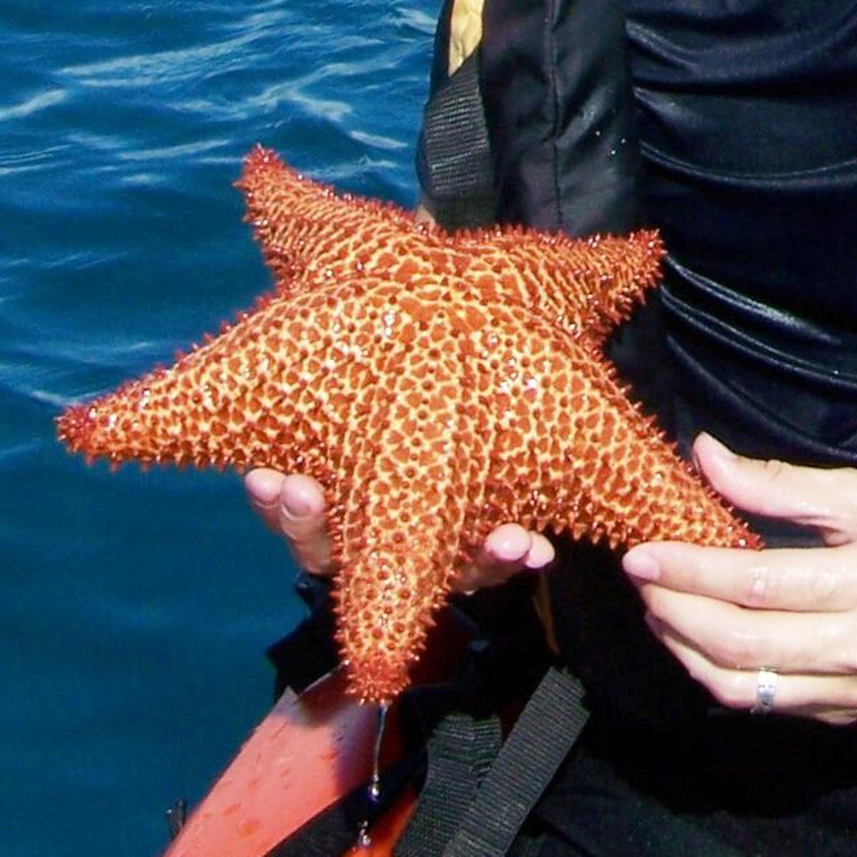 Estudio revela cuál es la cabeza de una estrella de mar - La Tercera