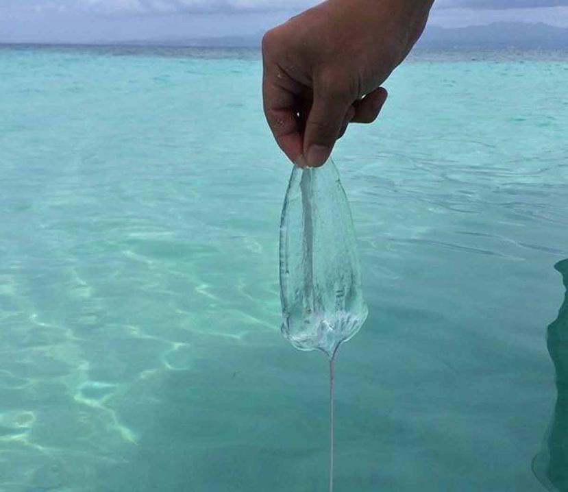 Desde el pasado 9 de  junio comenzaron a detectarse las medusas en el agua. (GFR Media)