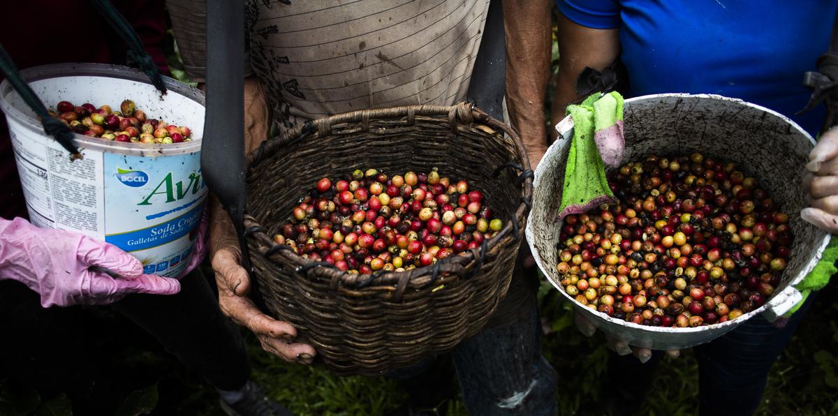 El comienzo de la caída de la producción cafetalera se remonta a la década de 1990, cuando se cosechaban cerca de 280,000 quintales de café local y solo se importaban 16,088 quintales, según el Índice de Producción Agrícola del Instituto de Estadística de Puerto Rico.