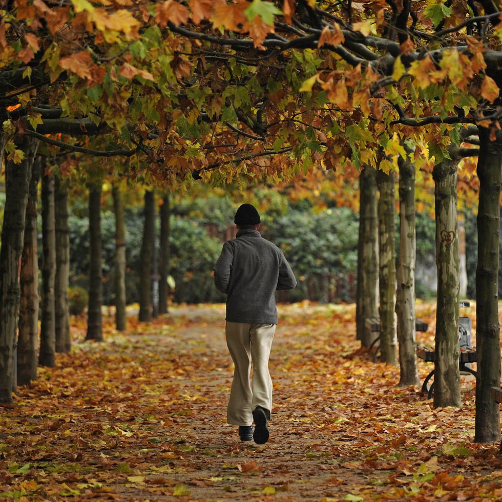 A man jogs through trees with colored leaves on November 6, 2008. Autumn brought a rainy day to wide parts of the country.    AFP PHOTO    DDP/CLEMENS BILAN    GERMANY OUT	