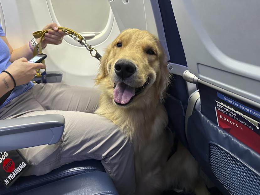 Un cachorro se sienta en un avión durante un ejercicio de entrenamiento en el aeropuerto metropolitano de Detroit.