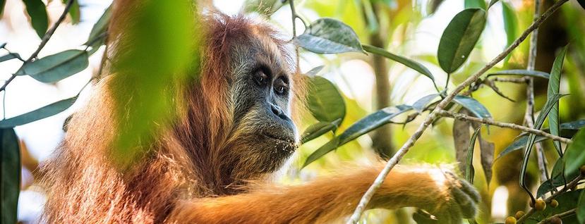 El Orangután de Tapanuli fue una de las especies que se lograron descubrir en el último año (Fuente / www.esf.edu).