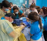 Recientemente, personal veterinario del Centro de Conservación de Manatíes del Caribe realizó la primera cirugía ortopédica de tortuga marina en Puerto Rico.