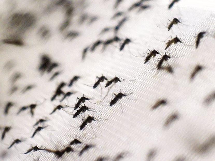 El chikungunya es transmitido por el mosquito aedes aegypti, el mismo que transmite el dengue. (AFP)