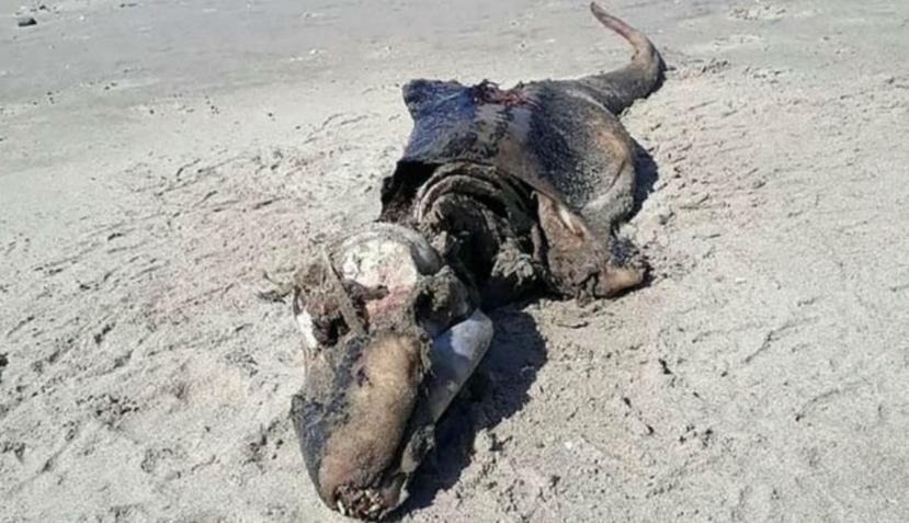 Gran controversia ha generado el descubrimiento de los restos de este animal que parece un cocodrilo y que fue hallado en una playa del país de Gales (Twitter / Matt Potter).