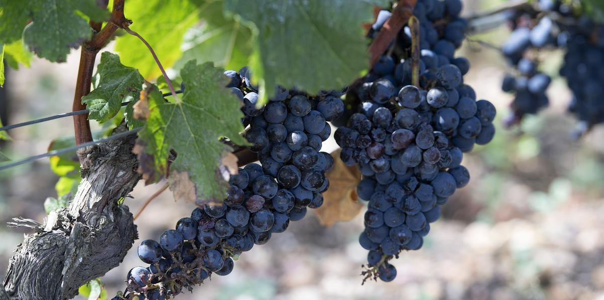 La producción de vinos 100% orgánicos se trabaja en Uruguay desde 1997.