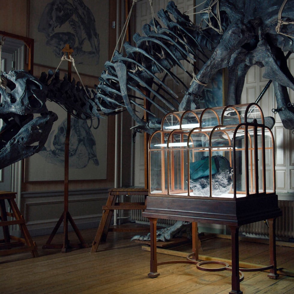 De un depredador extinguido hace 66 millones de años a un bolso de lujo: los científicos han creado el primer cuero cultivado en laboratorio a partir de proteínas reconstruidas del T-Rex.