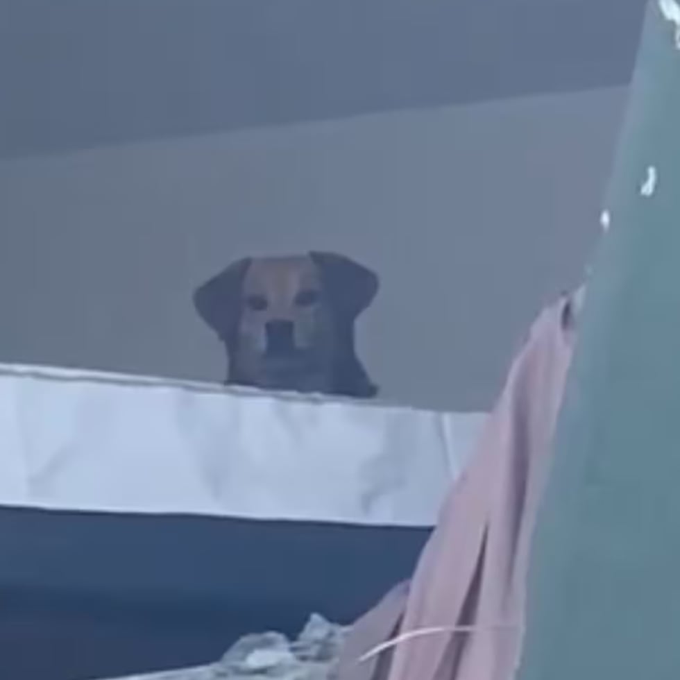 La perrita de dos años acababa de ser adoptada apenas cuatro días antes del terremoto en Cali.