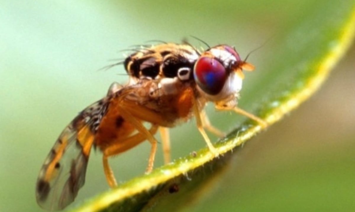 Agricultura fumigará contra la mosca del Mediterráneo y amplía zona de cuarentena