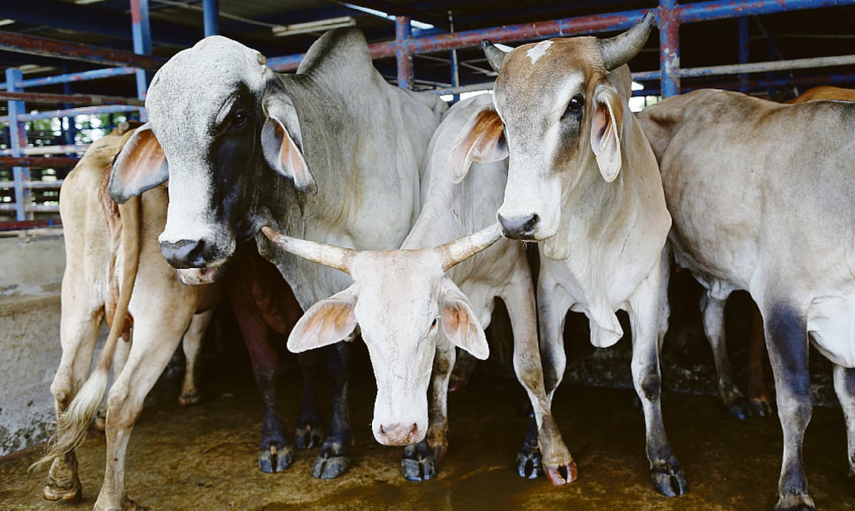 Ganaderos en alerta por importación de 300,000 toneladas de carne molida autorizada por Trump