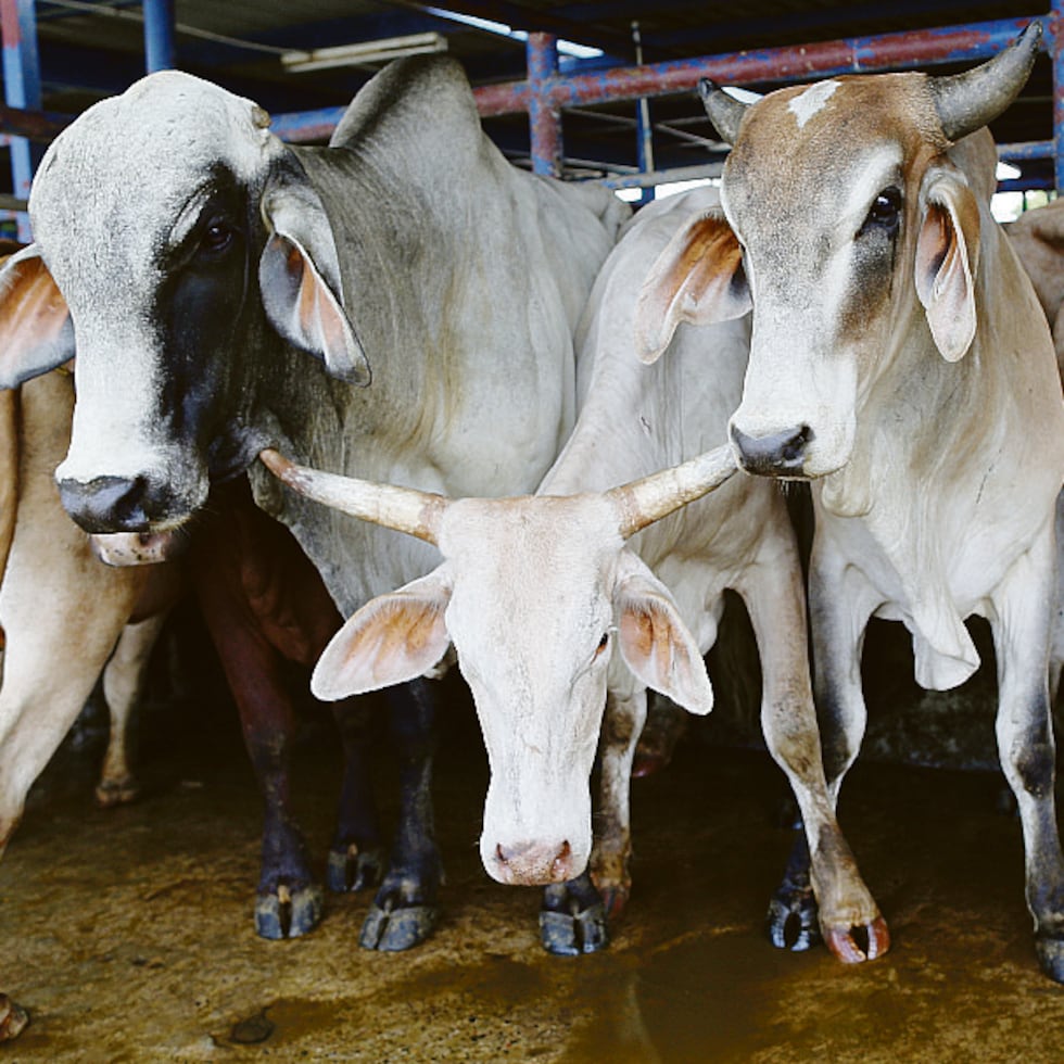 For Puerto Rico, this measure could lead to an increase in the availability of meat and eventually help bring down consumer prices.