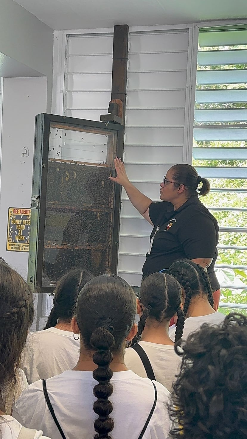 Yamilis Roldán Fontánez, quien es directora de la Escuela Segunda Unidad Rogelio Rosado Crespo, en Yabucoa, y apicultora, muestra a los alumnos el exhibidor con la colmena de abejas.