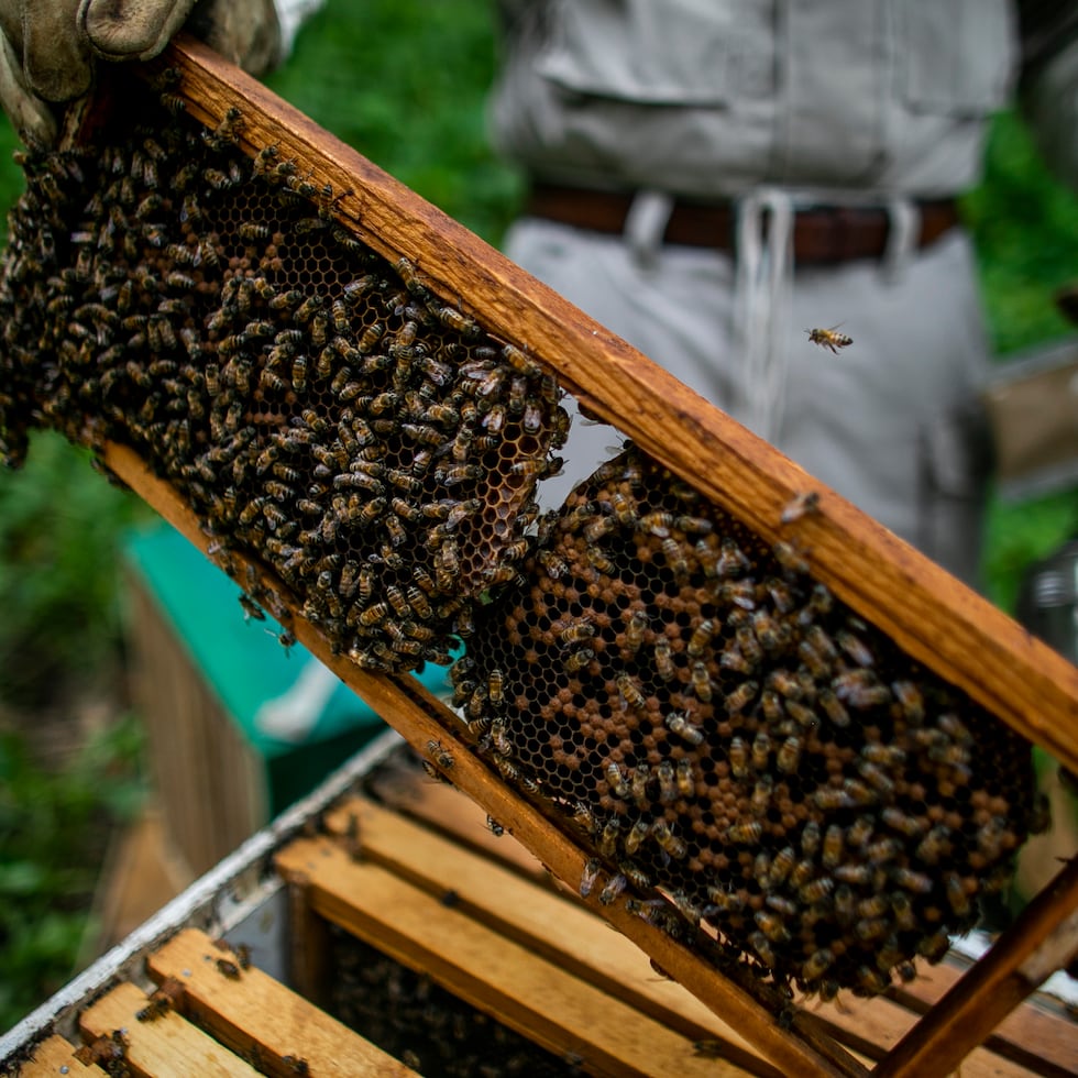 An apiary is a place where bees are kept.