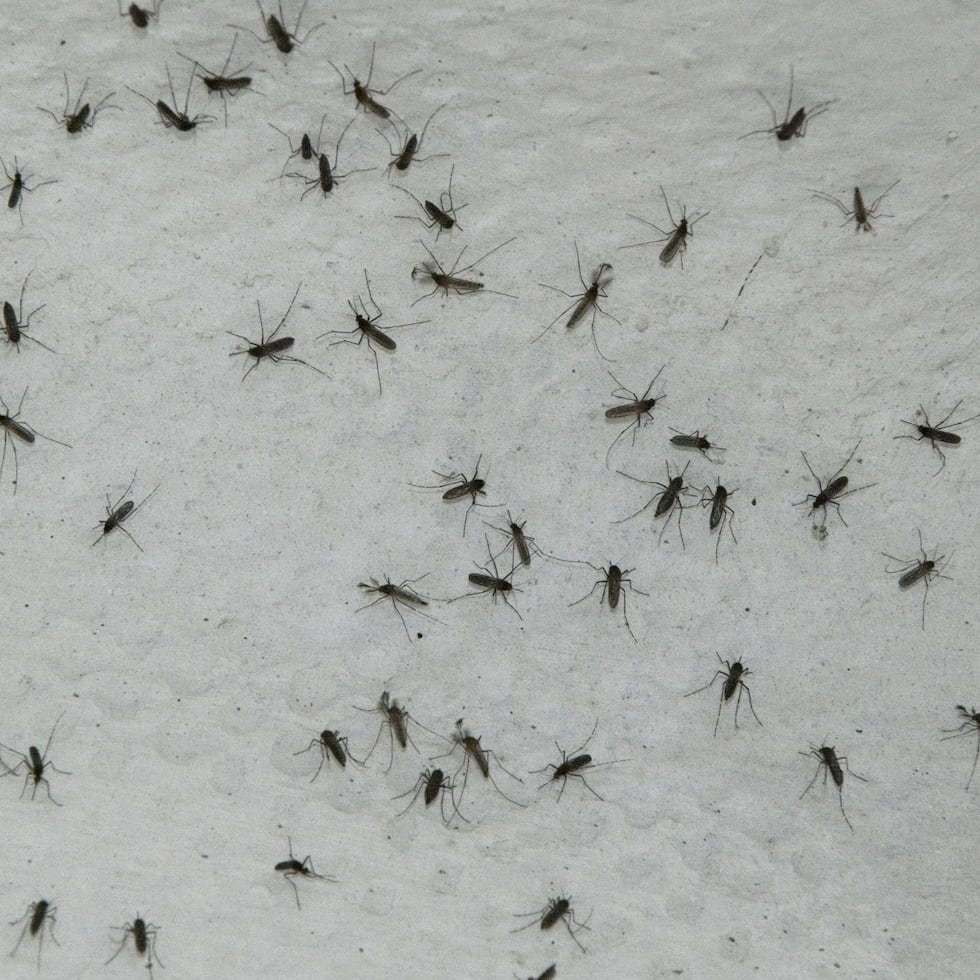 Preguntado por el posible origen de los mosquitos, Hjaltason dijo al medio islandés MBL que sospechaba del puerto de la próxima localidad de Grundartangi, donde a menudo llegan barcos cargados de contenedores.
