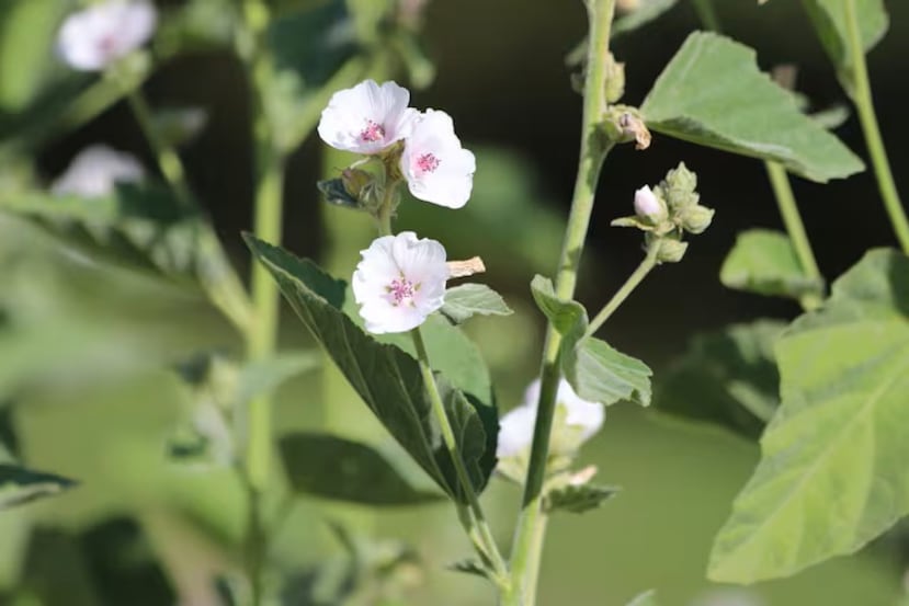 Las flores de malvavisco son blancas o levemente rosadas.