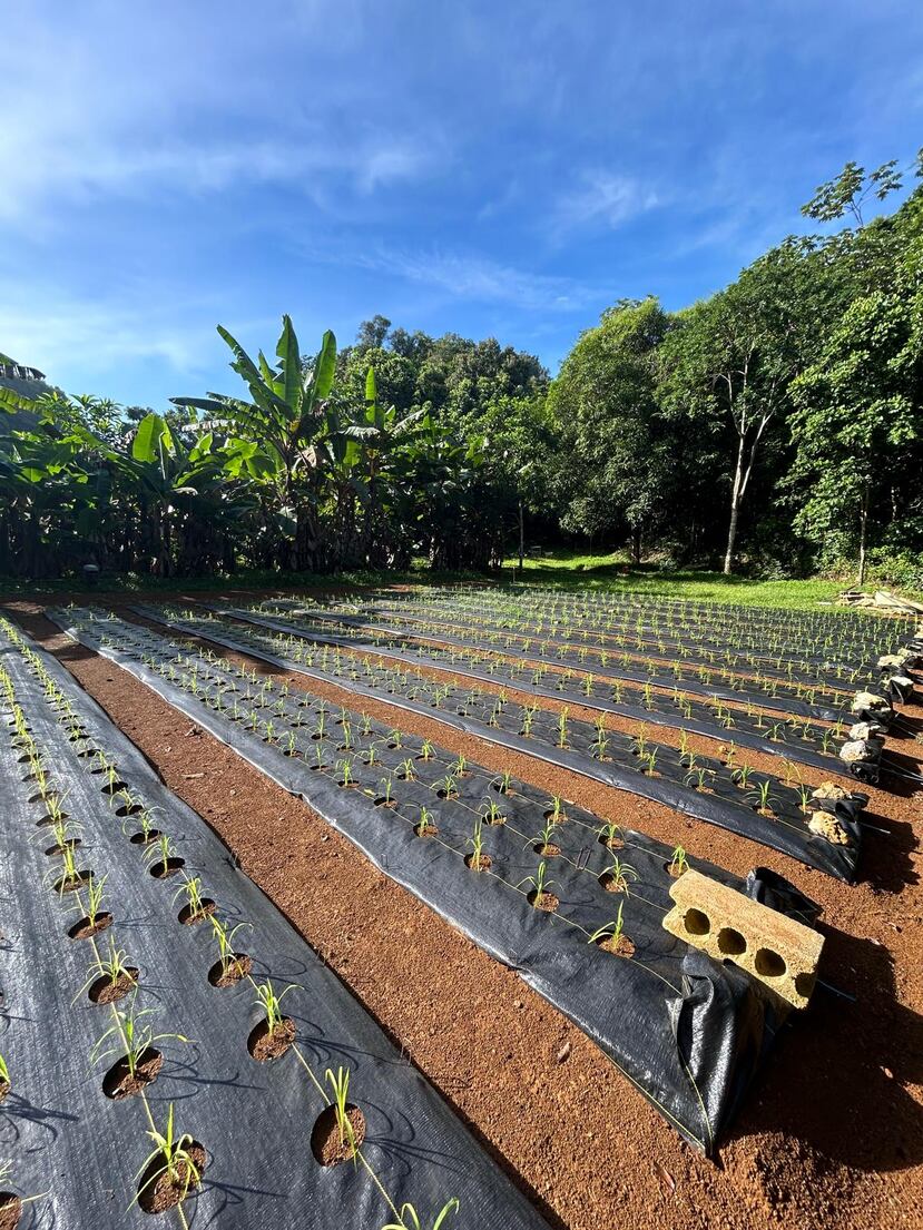 Entre otras cosas, la investigación busca “visibilizar y entender” proyectos de siembra de arroz existentes en Puerto Rico.
