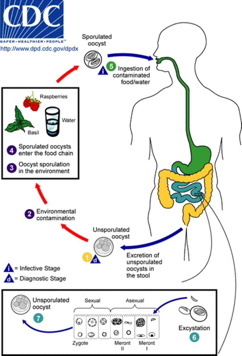 Cuando se expulsan recientemente en las heces, los ooquistes no son infecciosos (1) (por lo tanto, no puede ocurrir la transmisión fecal-oral directa; esto diferencia a Cyclospora de otro parásito coccidio importante, Cryptosporidium). En el medio ambiente (2), la esporulación ocurre después de días o semanas a temperaturas entre 22 °C y 32 °C, lo que resulta en la división del esporonte en dos esporoquistes, cada uno con dos esporozoítos alargados (3). Los productos frescos y el agua pueden servir como vehículos de transmisión (4) y los ooquistes esporulados se ingieren (en alimentos o agua contaminados) (5). Los ooquistes se desenquistan en el tracto gastrointestinal, liberando los esporozoítos que invaden las células epiteliales del intestino delgado (6). Dentro de las células, experimentan multiplicación asexual y desarrollo sexual para madurar en ooquistes, que se eliminarán en las heces (7). Los posibles mecanismos de contaminación de alimentos y agua aún están bajo investigación.