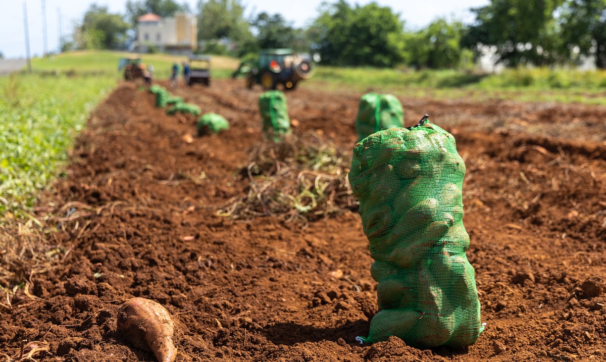 Finca Explora en Isabela impulsa a más de 60 agroempresarios y apuesta por manufactura