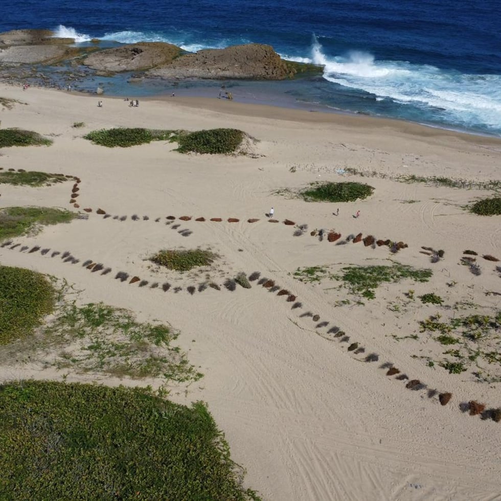 Los pinos de Navidad entregados ayudarán, como en años anteriores, a crear “dunas embriónicas” o de primera franja en la Reserva Natural Comunitaria Mabodamaca, en Isabela.