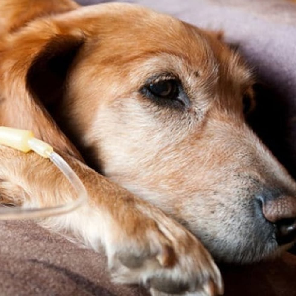 Particularmente en perros de razas grandes, es el osteosarcoma, un tumor óseo agresivo, suele manifestarse inicialmente como una cojera persistente que no mejora con el reposo.