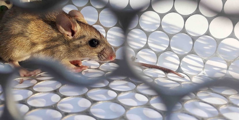 Uno de los mayores peligros del hantavirus es que su periodo de incubación es largo. (Shutterstock)