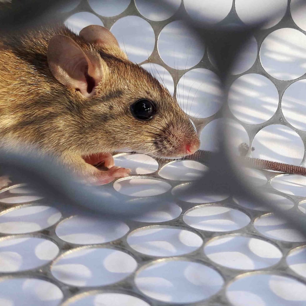 Uno de los mayores peligros del hantavirus es que su periodo de incubación es largo.