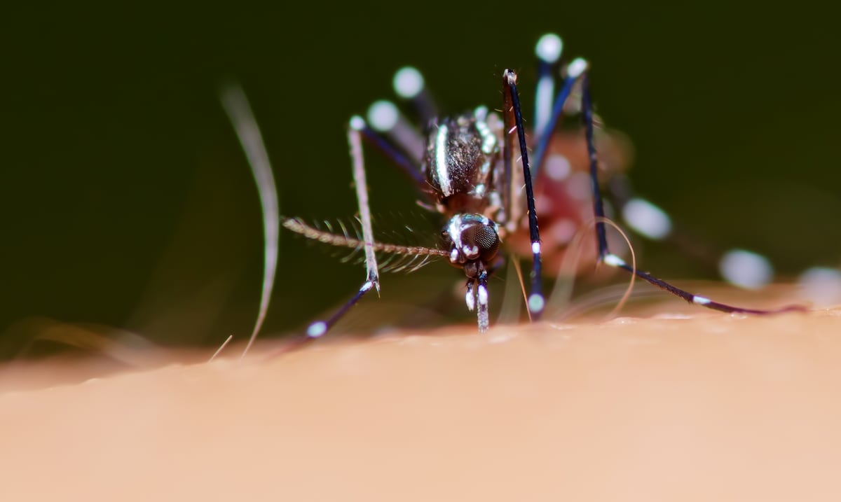 Dengue epidemic in Puerto Rico cost up to $1.1 billion, study finds