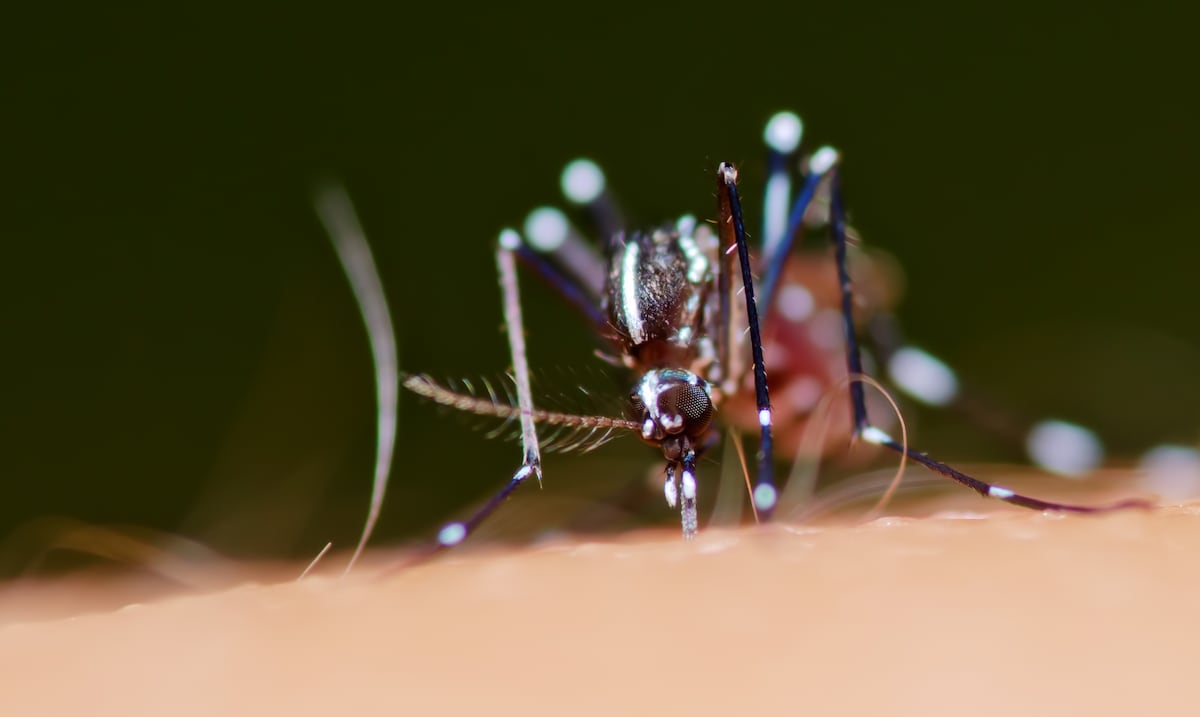 El impacto económico del dengue: estiman que una epidemia puede costarle a Puerto Rico más de $1,000 millones