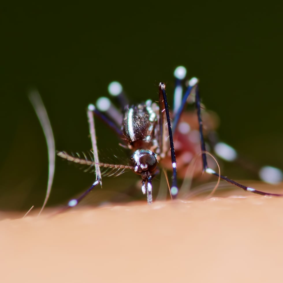 El dengue es transmitido por el mosquito “Aedes aegypti” hembra.