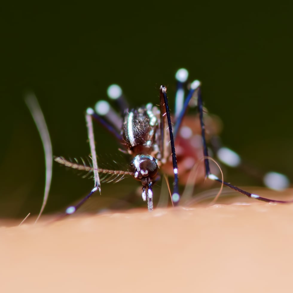 The research did not include the most recent dengue epidemic, reported in 2024.