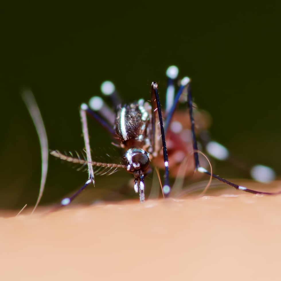 El mosquito Aedes aegypti hembra transmite los virus del dengue, zika y chikungunya.
