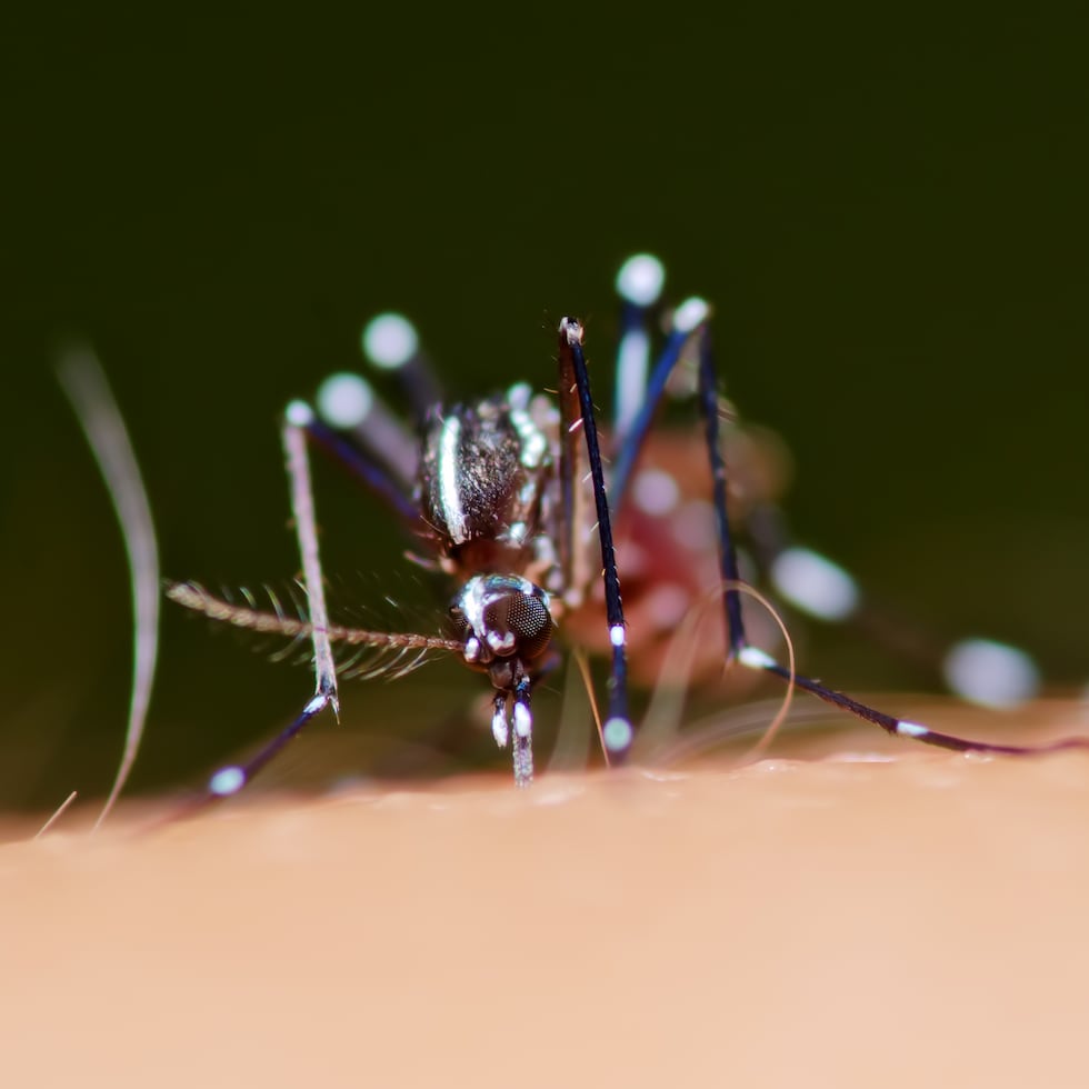 El mosquito Aedes aegypti hembra transmite los virus del dengue, zika y chikungunya.