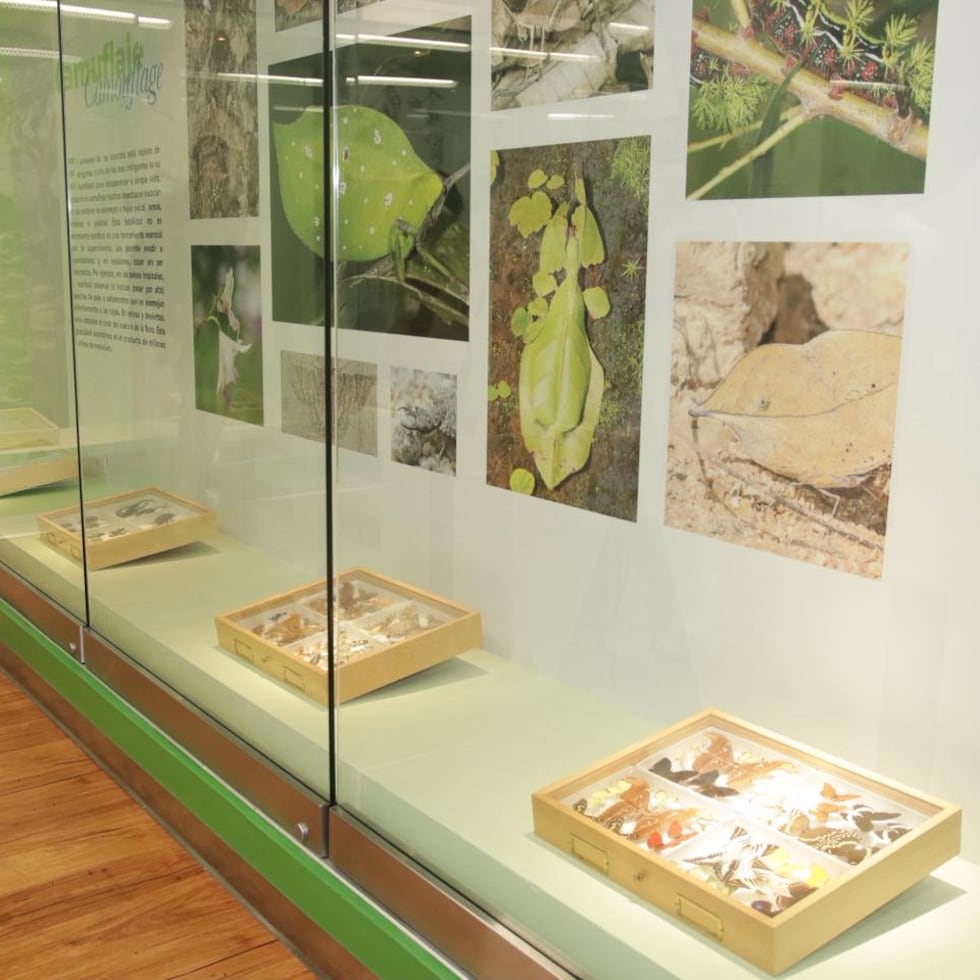 El museo cerró sus puertas temporalmente, en 2017, para consumar la mudanza a la nueva instalación, el antiguo edificio del Laboratorio de Tecnología de Alimentos de la Estación Experimental Agrícola.