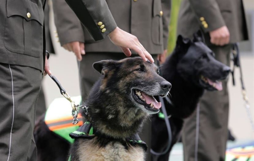 El jefe del centro regional de adiestramiento canino, mayor Iván Ayala, dijo a The Associated Press que los perros cumplieron su tiempo de servicio en el trabajo policial, entre ocho y diez años. (AP)