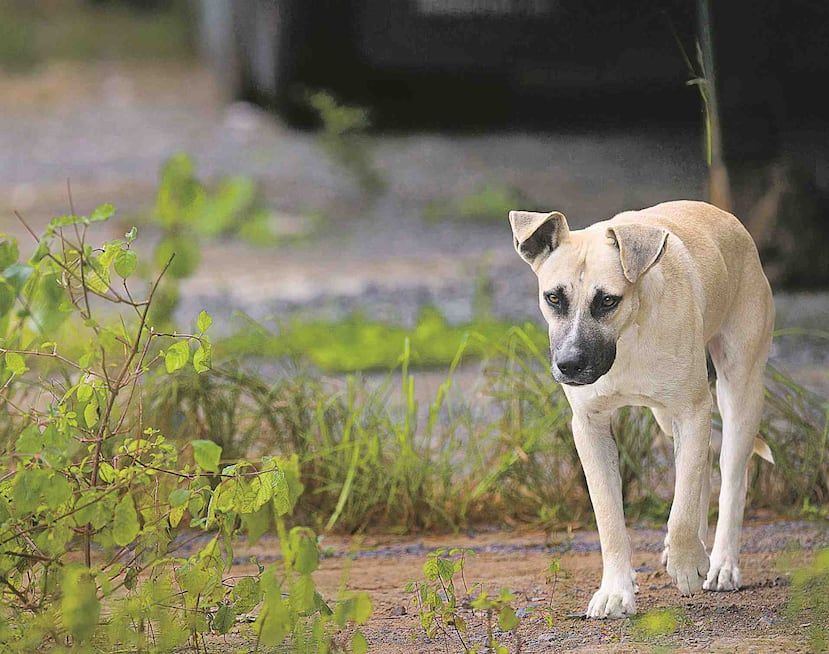 No es esta la primera matanza masiva de canes vagabundos en Marruecos. (Archivo / GFR Media)