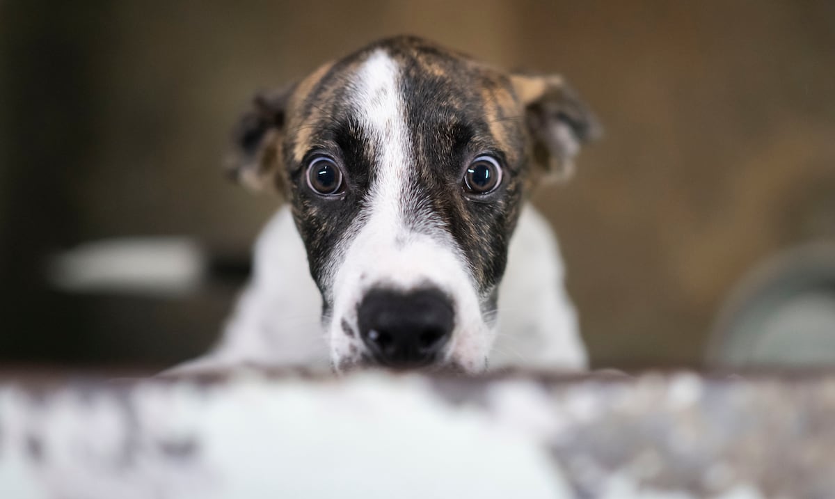 Back to the shelter: the reality for adopted dogs returned years later