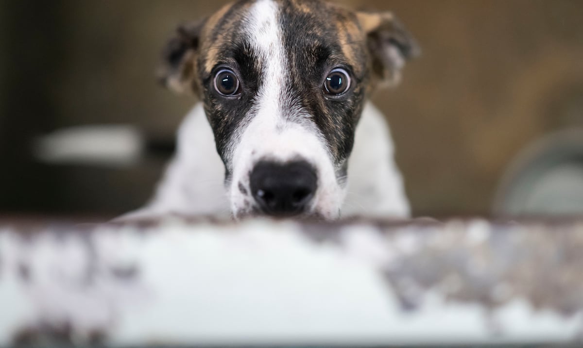 De regreso al albergue: la realidad que atraviesan los perros adoptados que son devueltos años después