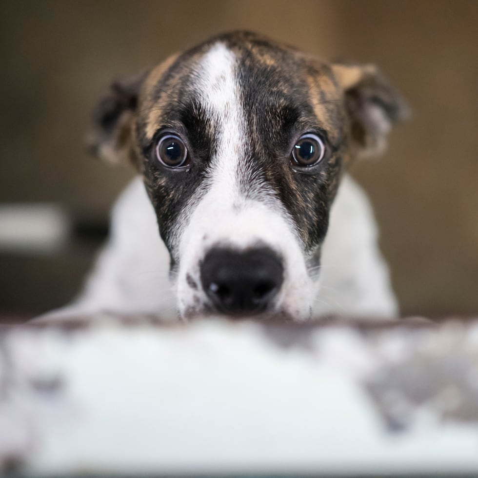 26 de marzo de 2026. Guaynabo, PR. END/PR HOY. Entrevista con la directora ejecutiva del Humane Society of Puerto Rico, Maritza Rodríguez, sobre la devolución de animales a los albergues, llevada a cabo en el albergue de Humane Society of Puerto Rico en Guaynabo. FOTO POR: Carlos Rivera Giusti/GFR Media
Humane Society of Puerto Rico, Maritza Rodríguez, Albergue, Perros, Canes, Caninos, Animales