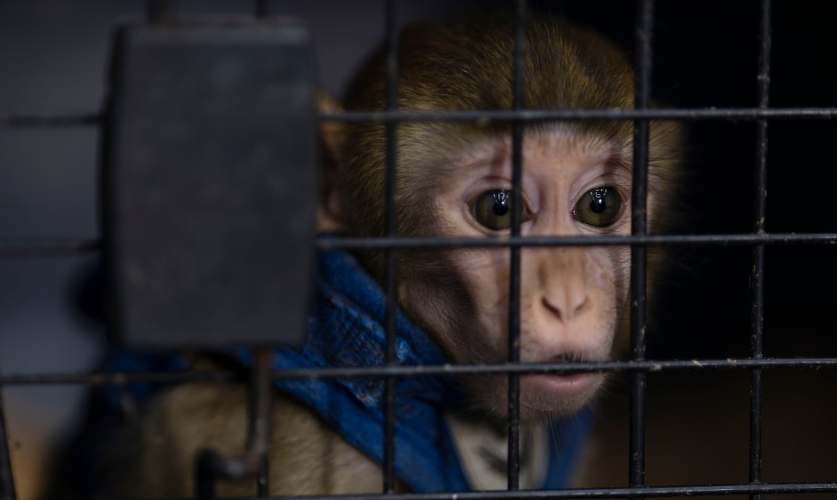 Sin comida ni agua: hombre enfrenta cargos por mantener un primate enjaulado en San Lorenzo