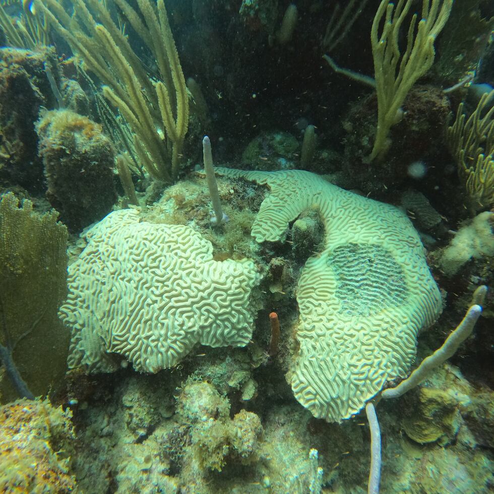 El blanqueamiento de corales es una de las principales amenazas a los arrecifes que rodean a Puerto Rico.