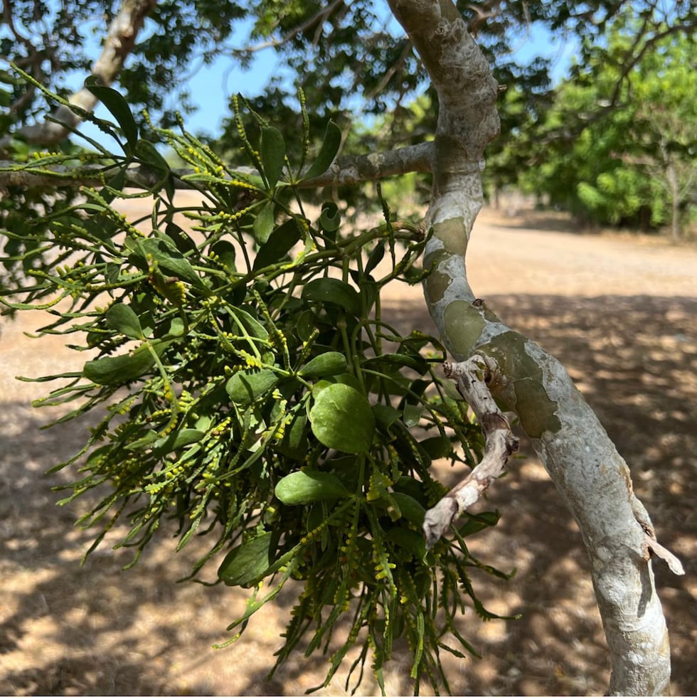 Muérdago caborrojeño en un árbol de guayacán. Foto tomada por José Antonio Colón.
