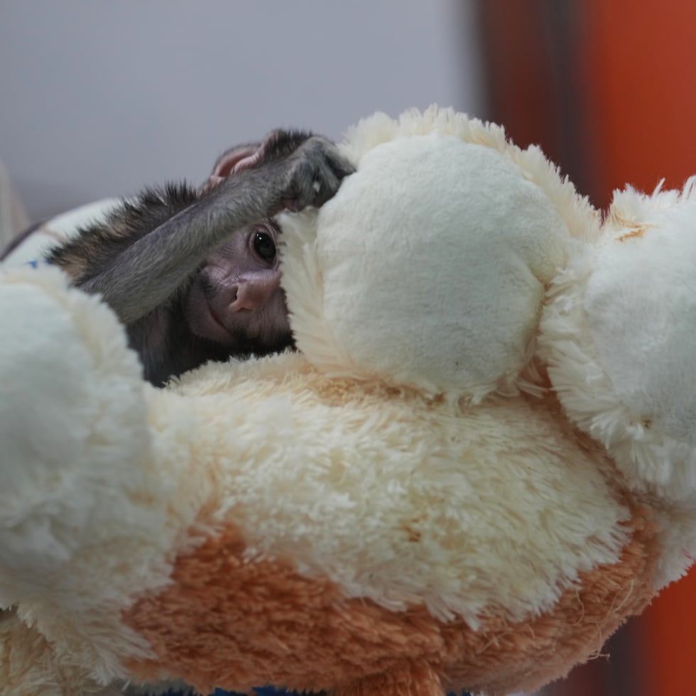 Con solo 673 gramos de peso, Yuji representa el caso más reciente de cría asistida en el zoológico de Guadalajara, en el oeste de México.