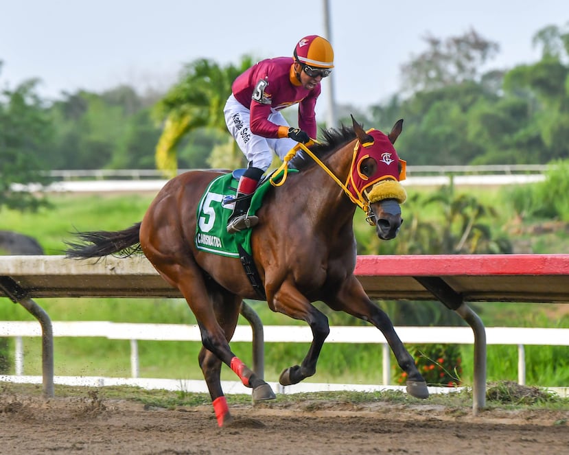 Este año Potrero Los Llanos vivió grandes momentos de alegría y satisfacción al ver al ejemplar Carismático, criado en sus instalaciones, conquistar la Triple Corona para nativos tresañeros.