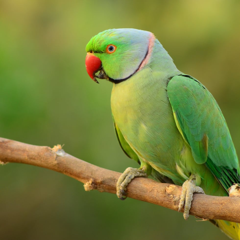 En uno de los operativos del Cuerpo de Vigilantes, en Sabana Grande, fueron incautadas 116 cotorras “ringneck”, cuyo valor se estima entre $2,500 y $3,000 por ejemplar.