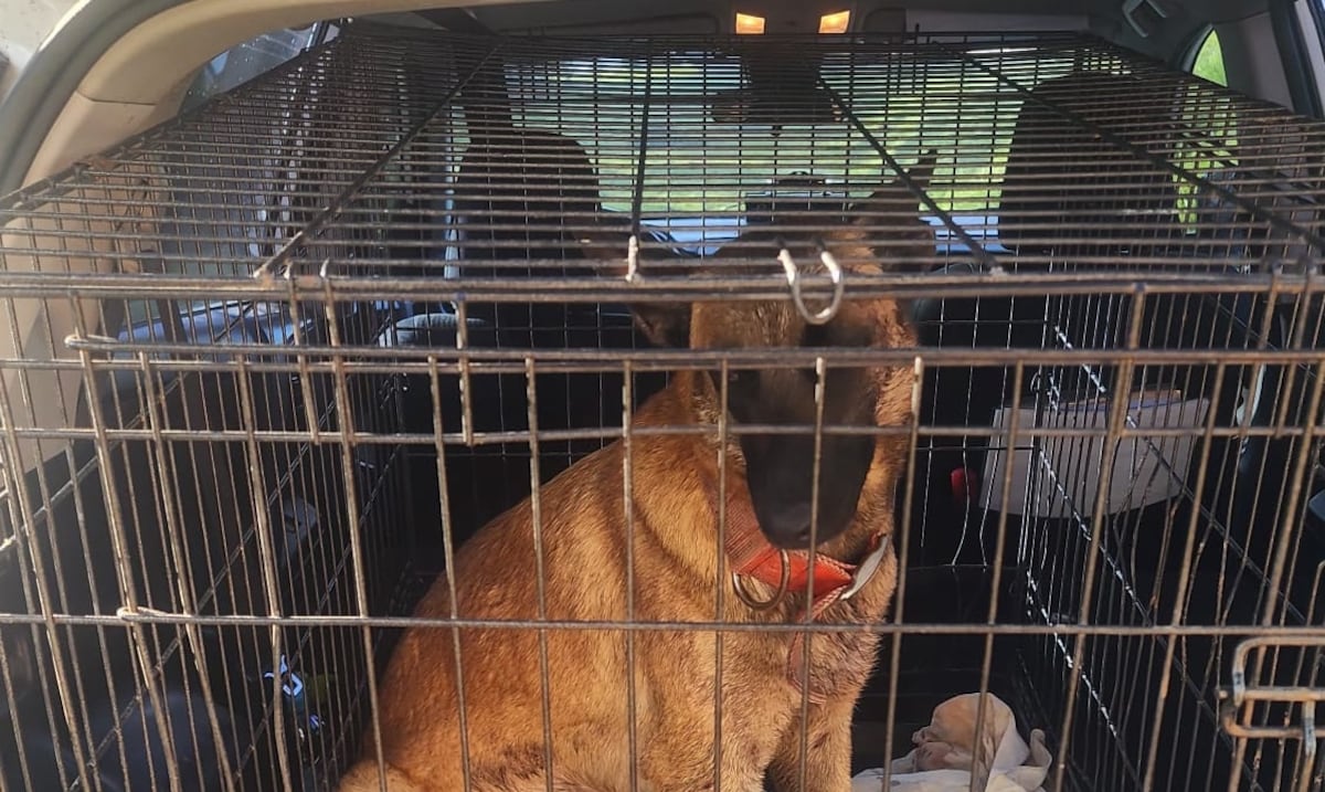 Rescatan de cancha de Moca a perro amarrado, abandonado y con heridas en su cuerpo