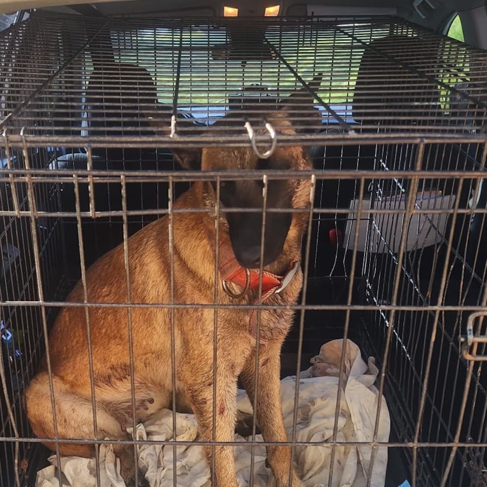Se rescató el perro de la raza Belgian Malinois, hallado atado a un árbol y con heridas en la cancha de las parcelas Limón del barrio Cuchillas, en Moca.