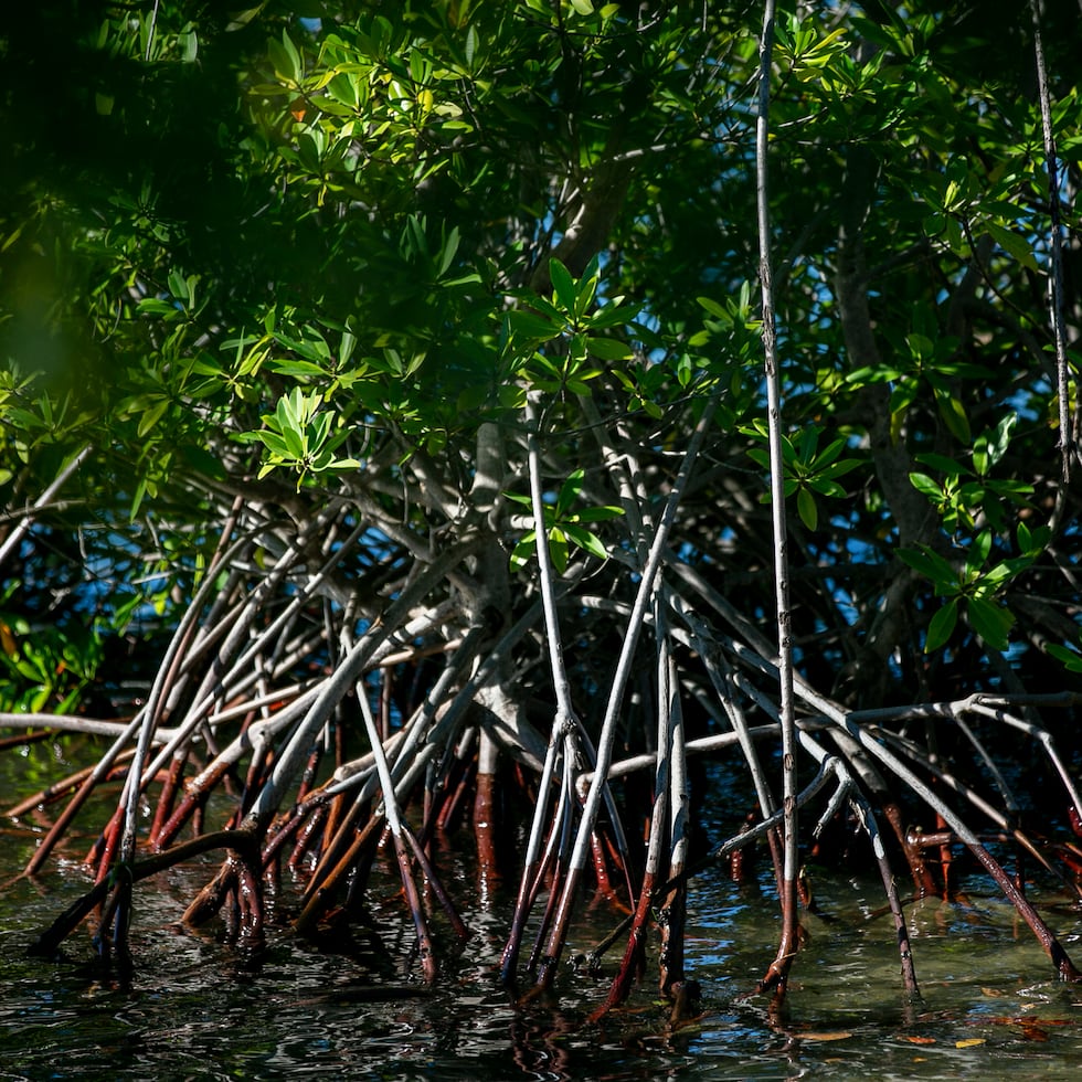 Los humedales son ecosistemas donde el agua cubre el suelo de forma permanente o temporal, y los manglares (foto) son un ejemplo.