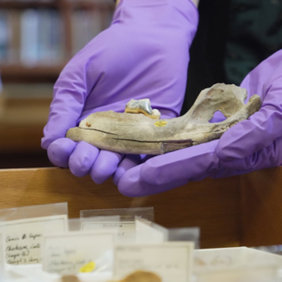 Un investigador sostiene una mandíbula de perro de 14.300 años de antigüedad hallada en la cueva de Gough, en el Reino Unido, el martes 24 de marzo de 2026, en Londres. (AP Photo/Mustakim Hasnath)