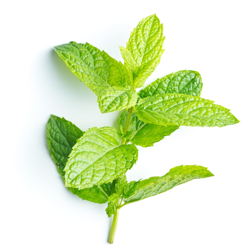 Menta: Las hojas de menta son ricas en antioxidantes y poseen pequeñas cantidades de vitamina A y C que, junto con el mentol, aportan propiedades antiinflamatorias y antimicrobianas. El mentol presente en la menta ayuda a disolver la flema y la mucosidad facilitando su expulsión.